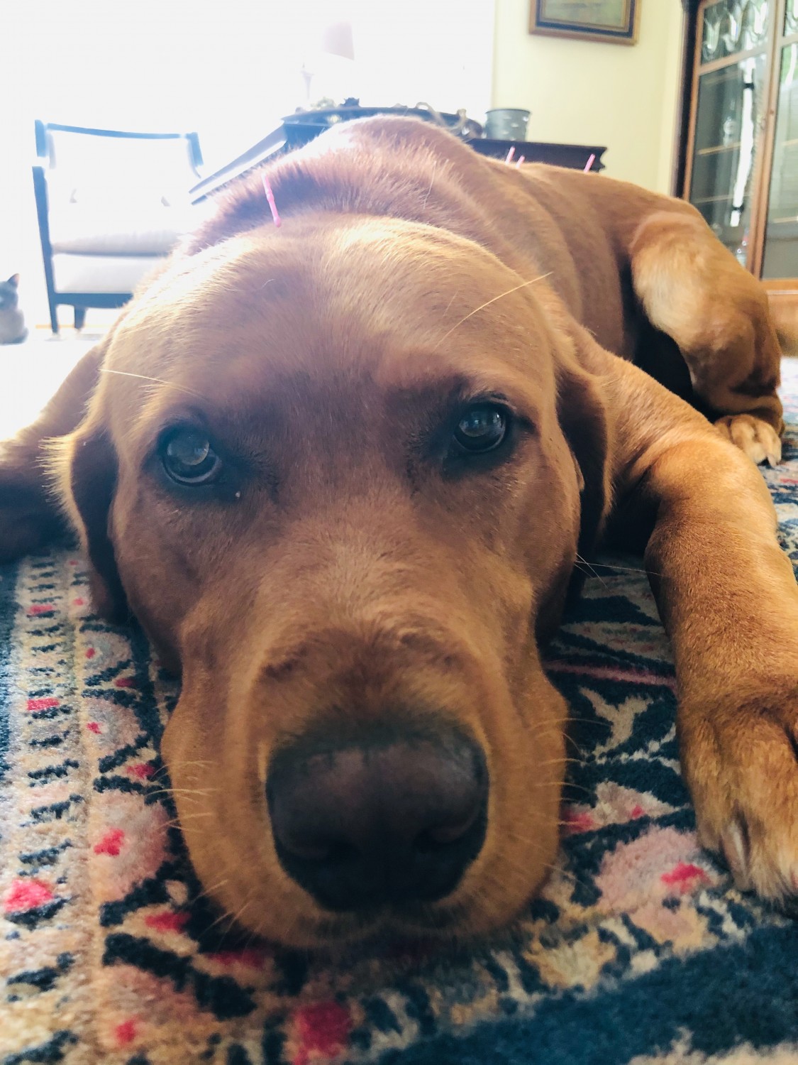 Dog relaxing on a rug