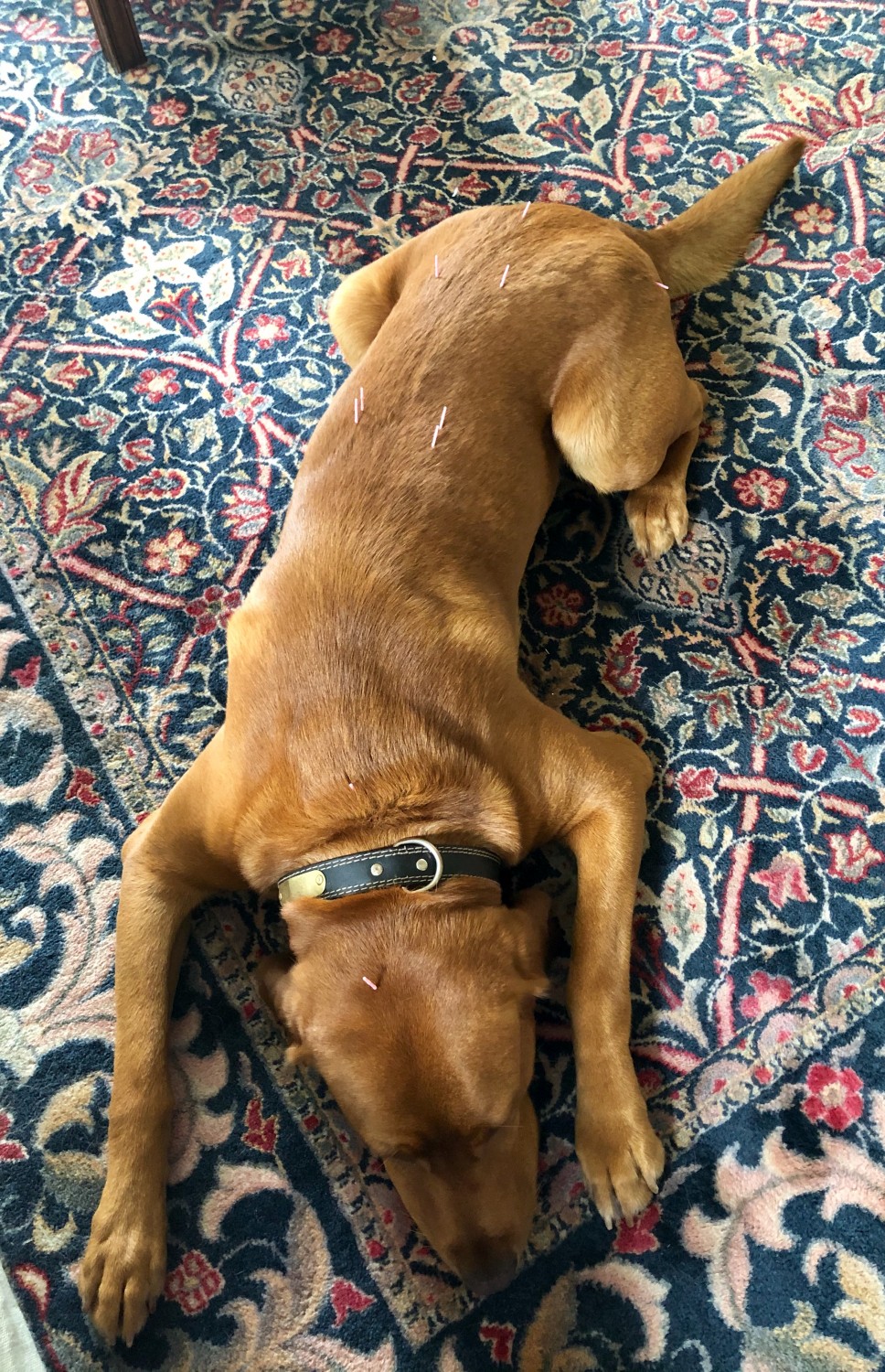 Dog laying in the sun on a rug