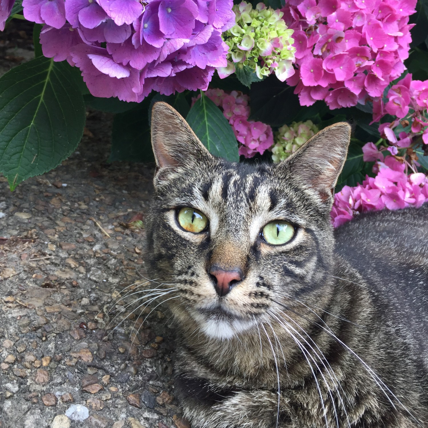 grey cat sitting outside next to flowers