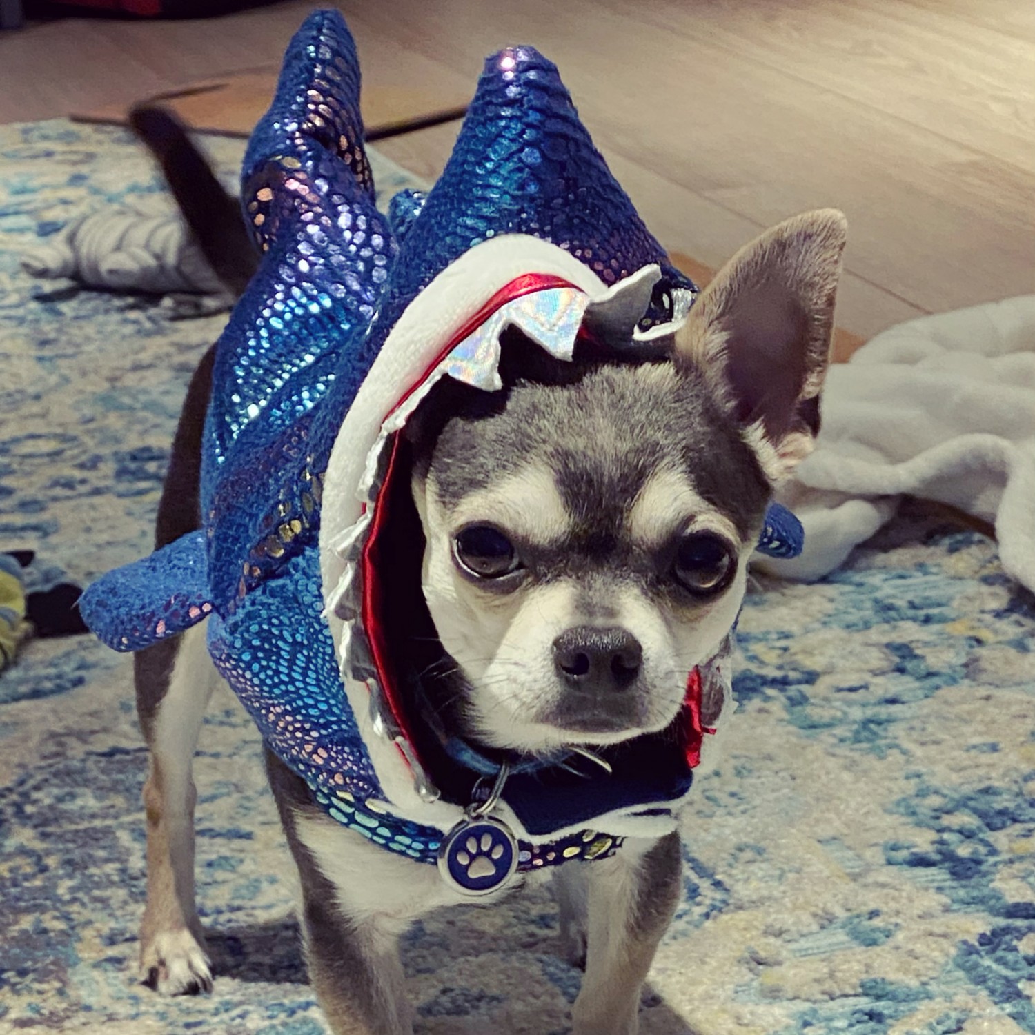 Chihuahua wearing a shark costume
