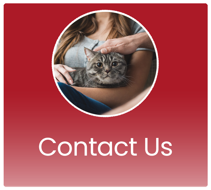 Contact Us - Great Paws Mobile Veterinary Service - Great Falls, VA
