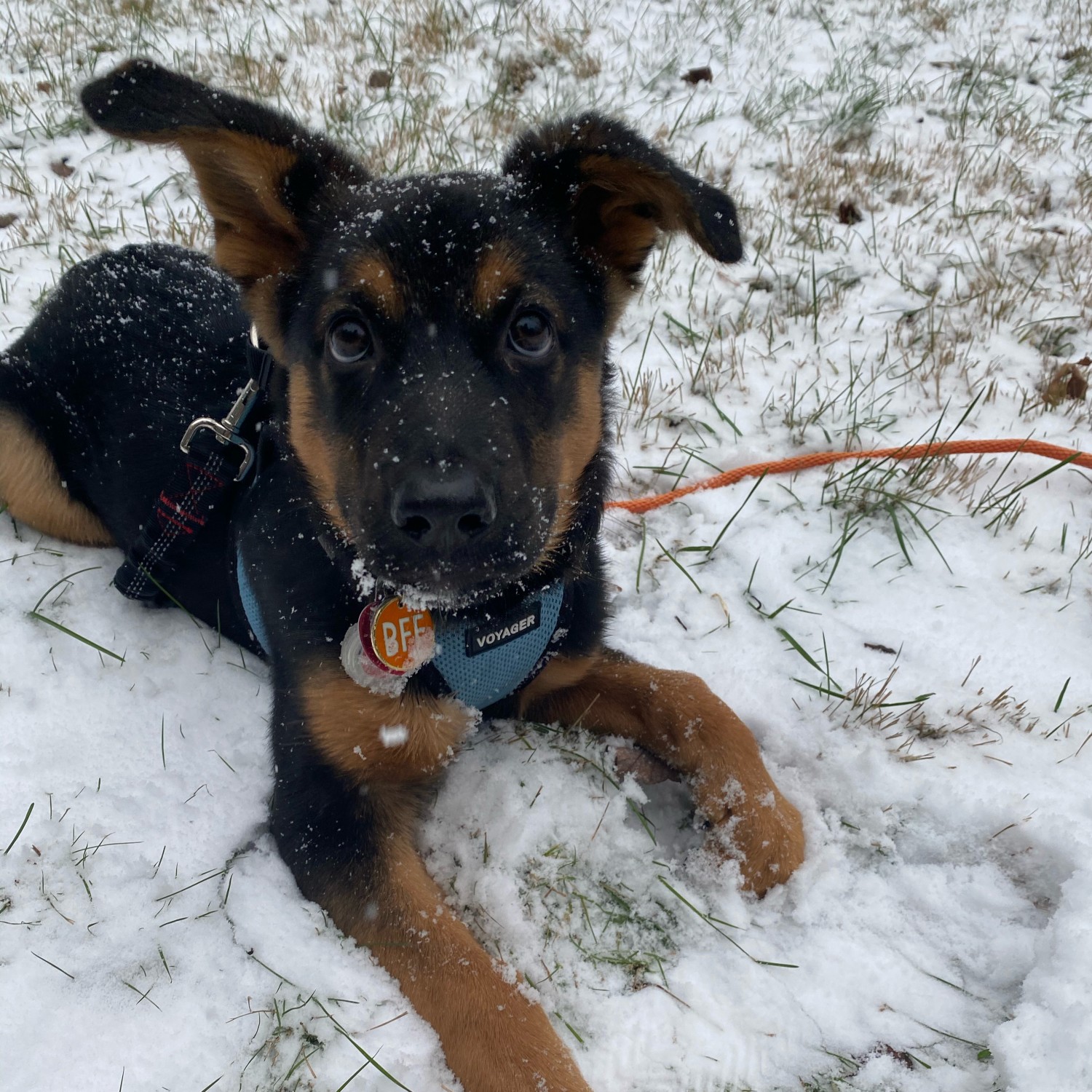 Puppy in snow