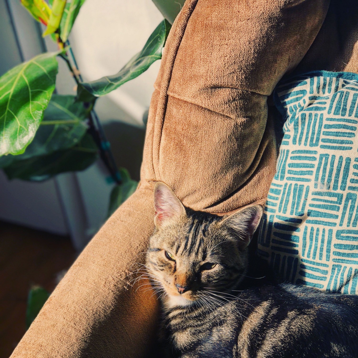 Cat sitting in the sun on a chair
