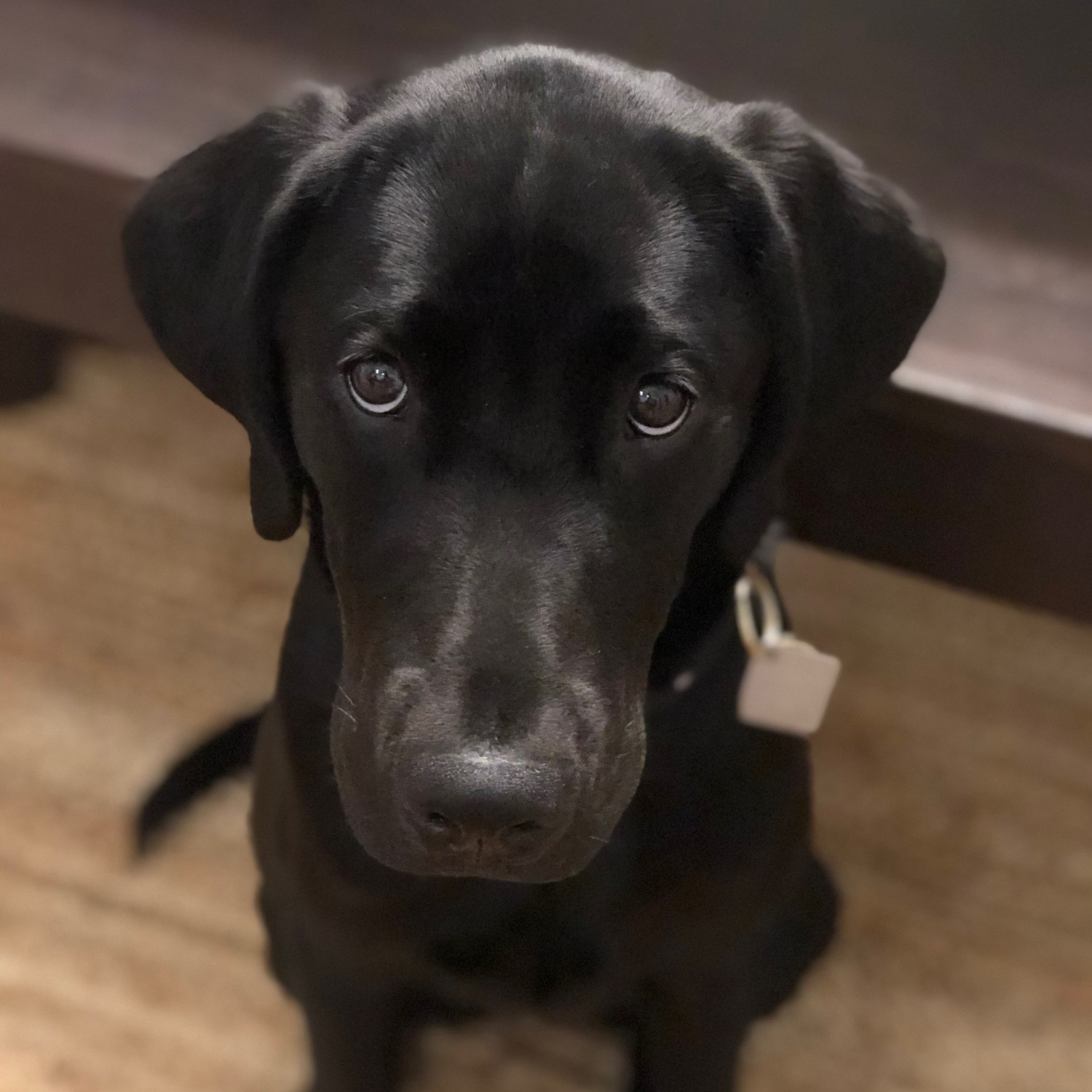 black lab puppy looking at camera