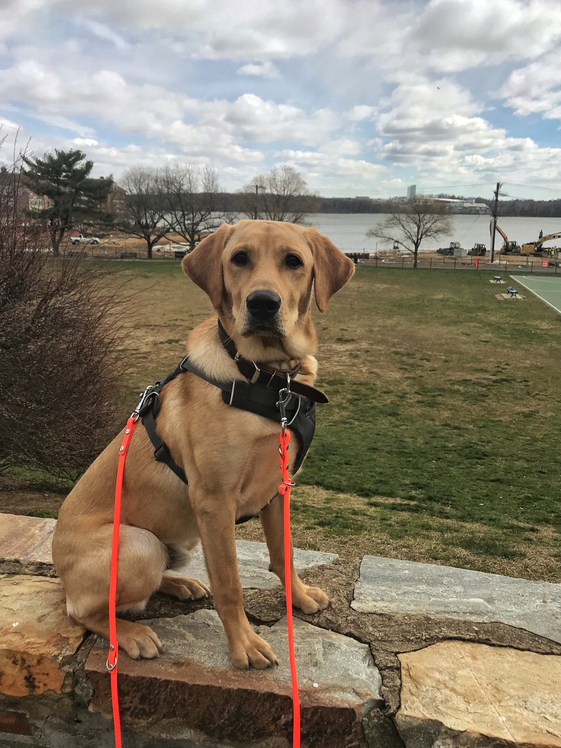 Dog in a harness outside