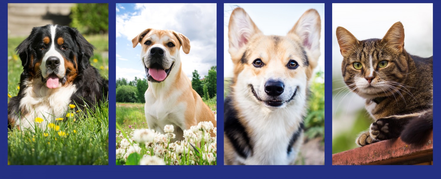Header Image - Animals in Spring