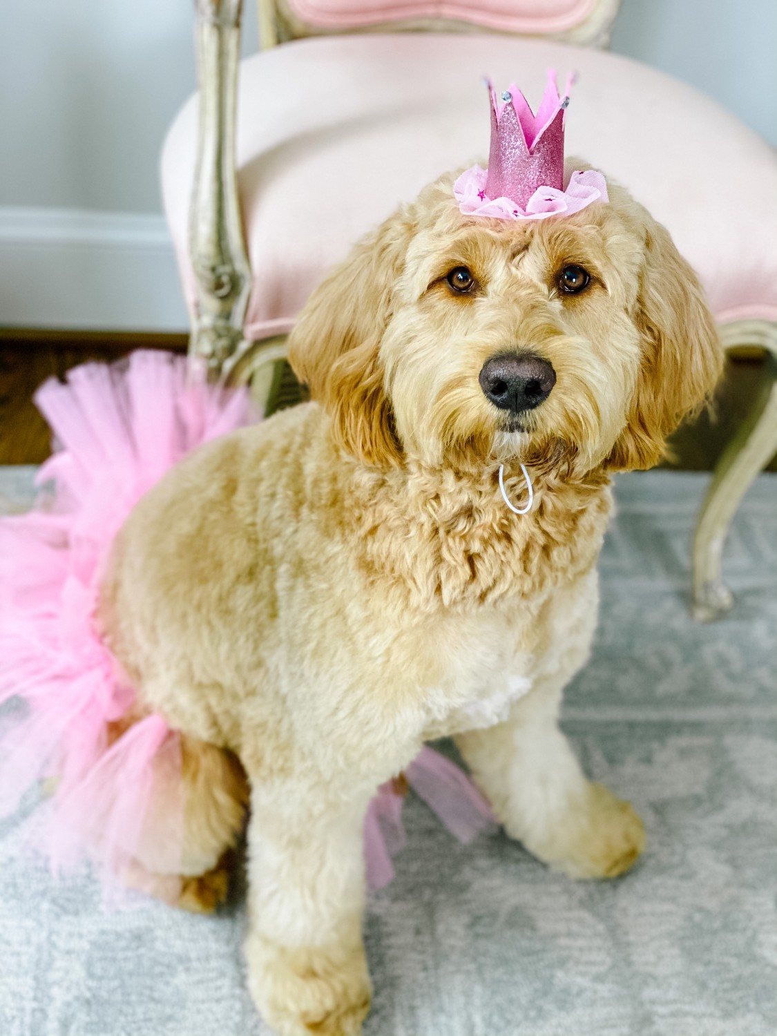Dog in a little pink hat and tutu