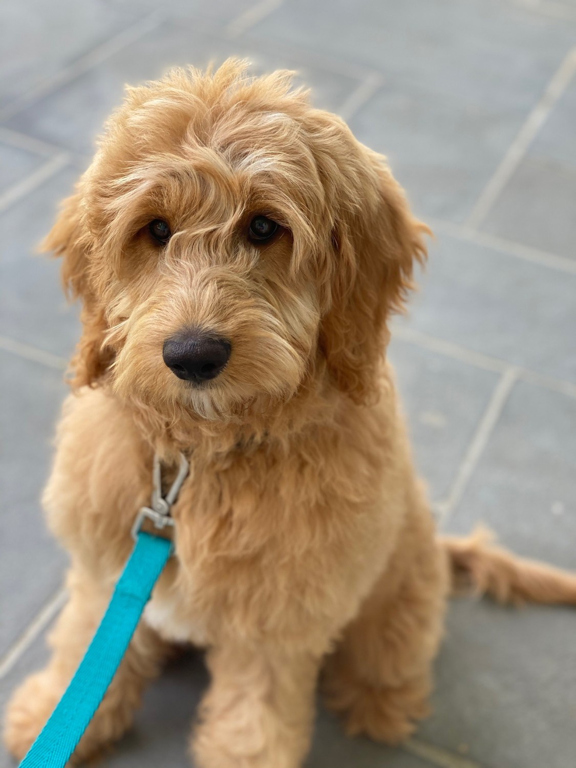 Puppy leashed up outside