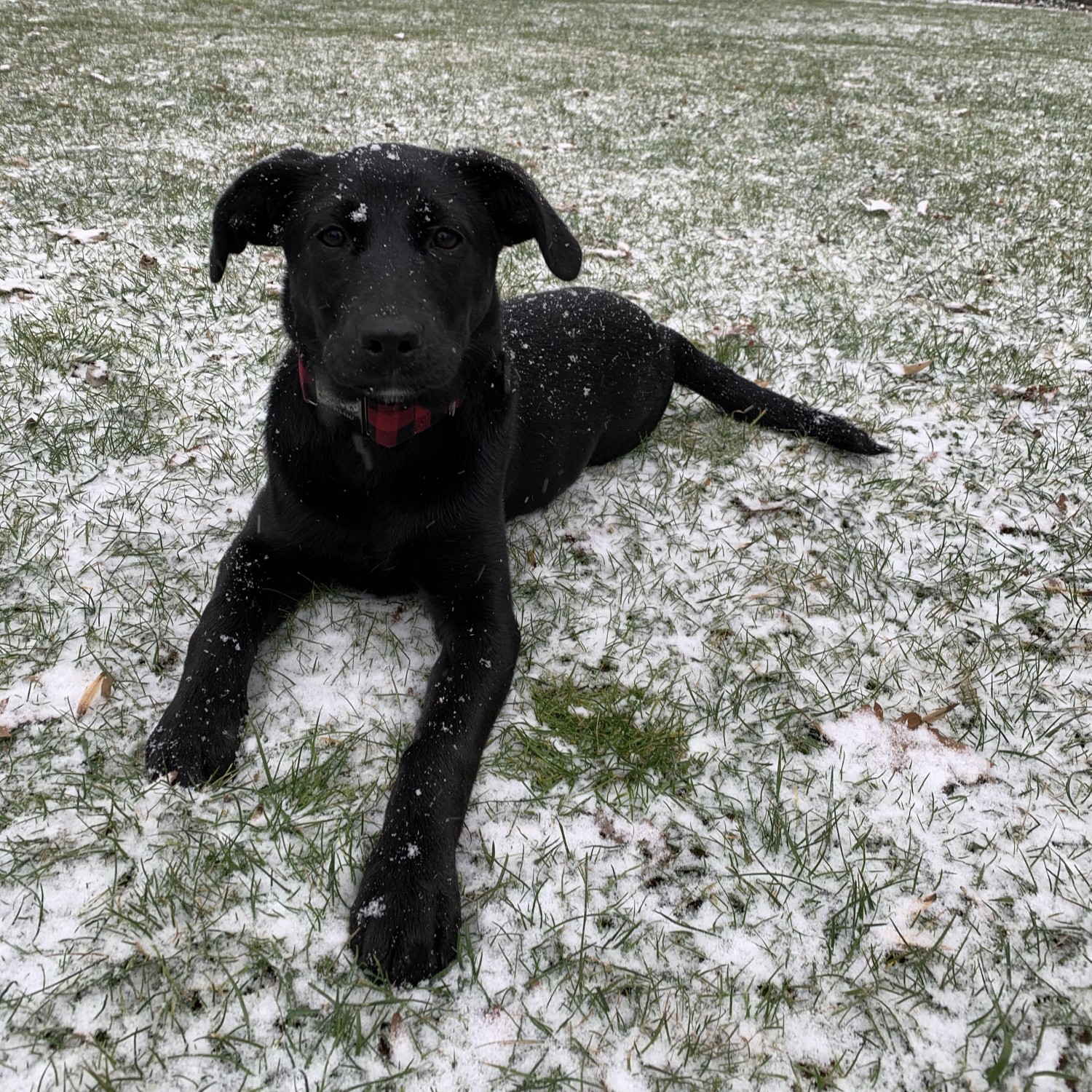 black lab puppy in snow