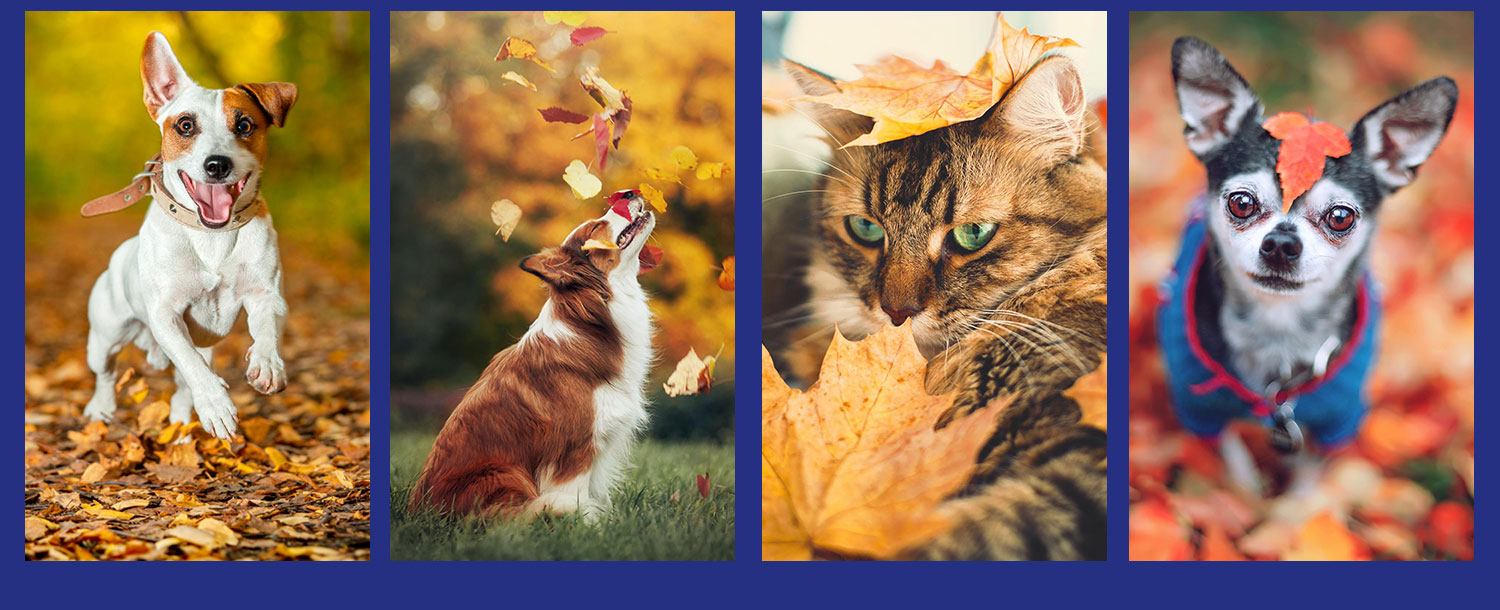 Fall 2025 - 3 Dogs 1 Cat
