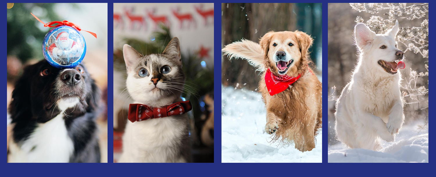 Christmas 2025 - 3 Dogs 1 Cat