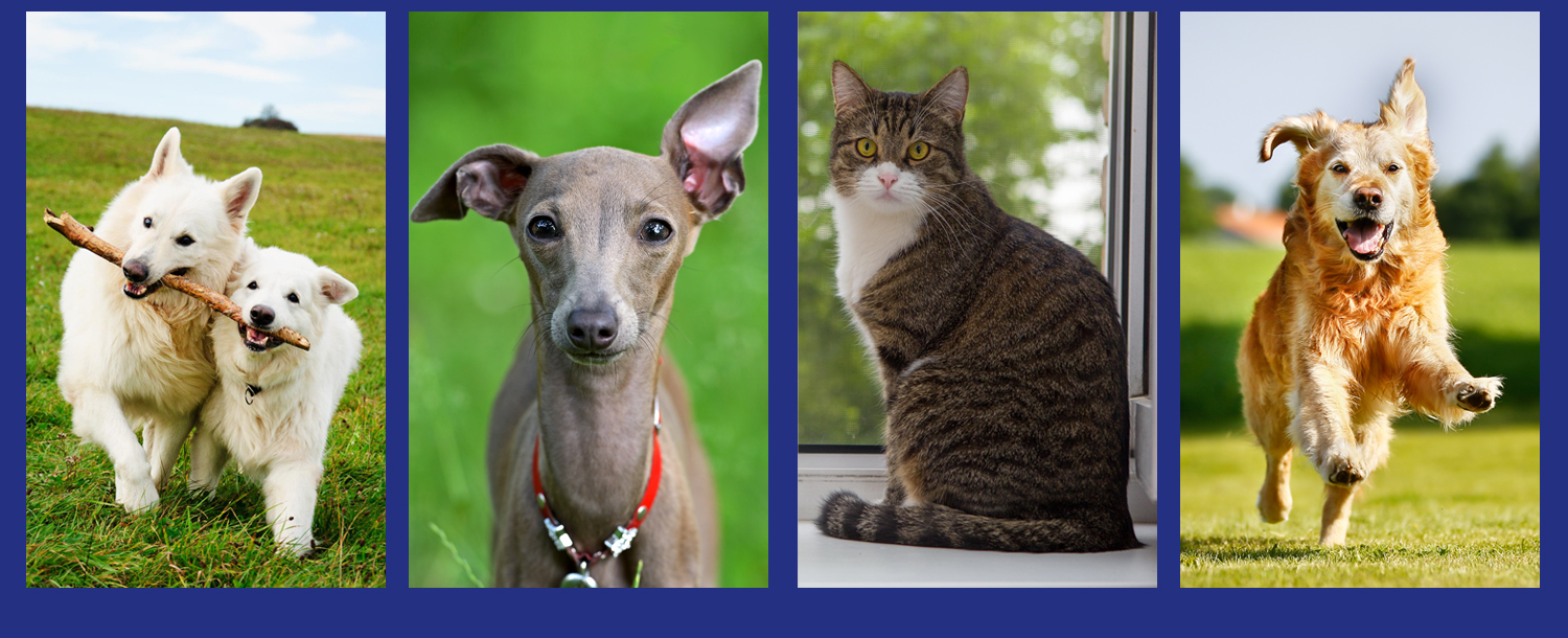 Summer 2025 - 3 Dogs 1 Cat