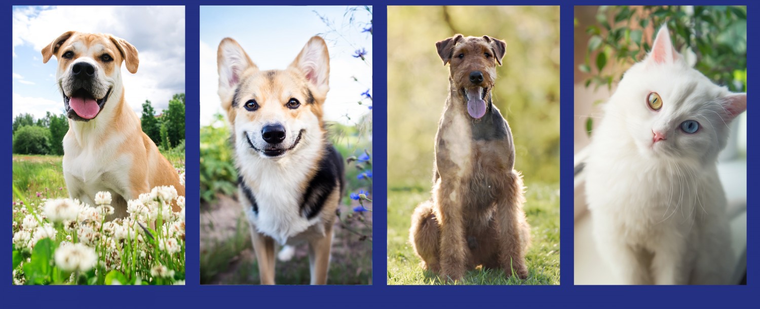 Spring 2026 - 3 Dogs 1 Cat