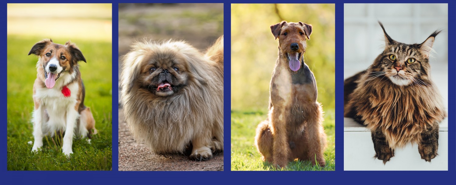 Header Image - Animals - 3 Dogs 1 Cat