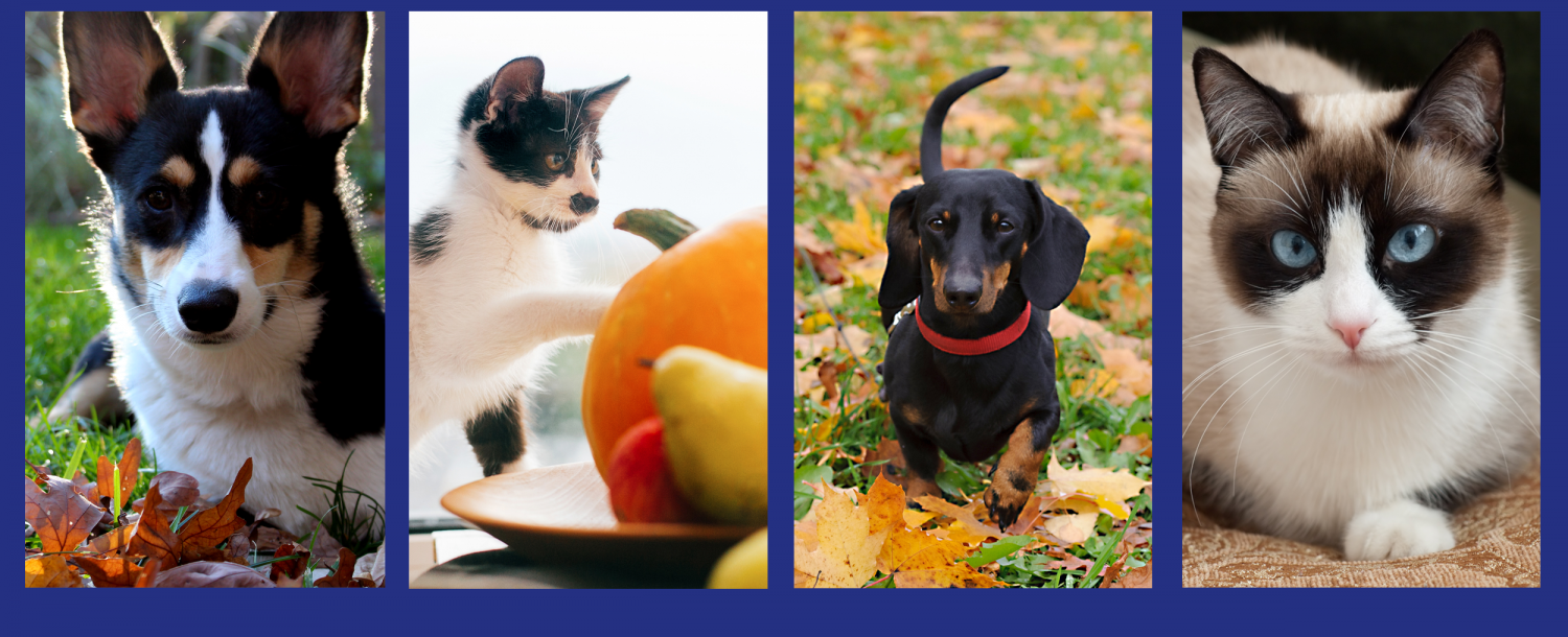 Header Image - Animals - 3 Dogs 1 Cat